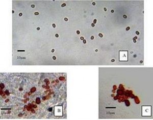 Células extraterrestres se reproducen en la India