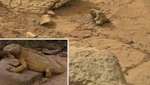Encontraron una ¿iguana en Marte? 