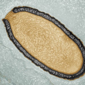 Un virus revive tras 30.000 años congelado en Siberia
