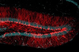 ¿Mutación? Nuevas Neuronas están Ávidas de Información