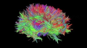 Nuestro Cerebro se Inventa la Realidad