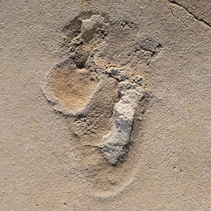 Nuevas Huellas Desafían la Teoría de la Evolución Humana